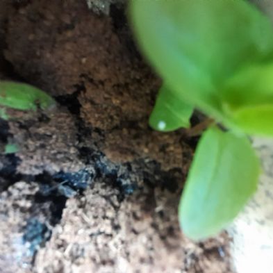tsa_PhotoClubHomeLearning (60)
